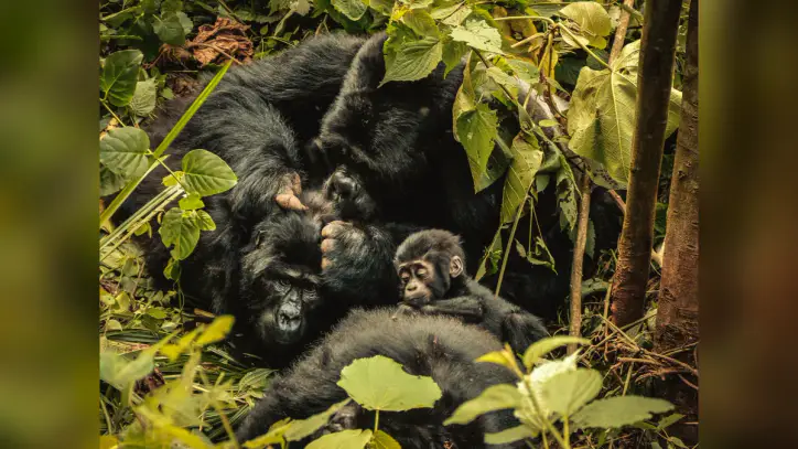 ‘Nature can recover’: Inside the race to rescue world’s crisis-hit wildlife