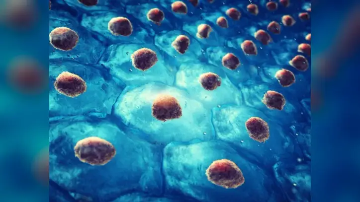 New artificial intelligence tool identifies aging patterns in hematopoietic stem cells