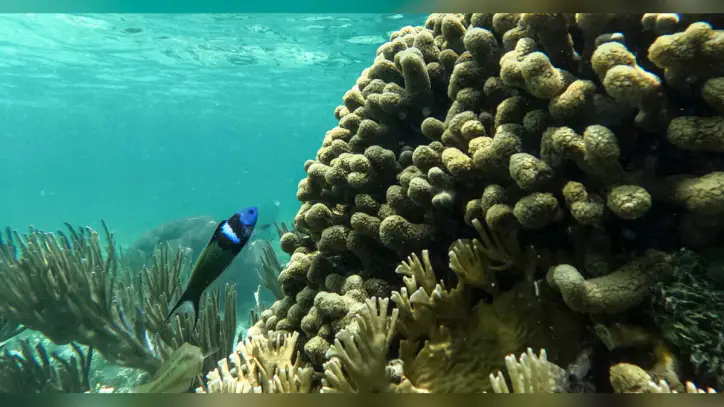 New report shows the world's coral reefs are declining rapidly