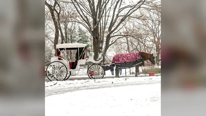 New York to ban Central Park’s horse-drawn carriages