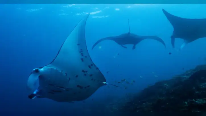 Fundraising to protect oceans, forests and other key nature sites falling short ahead of UN summit