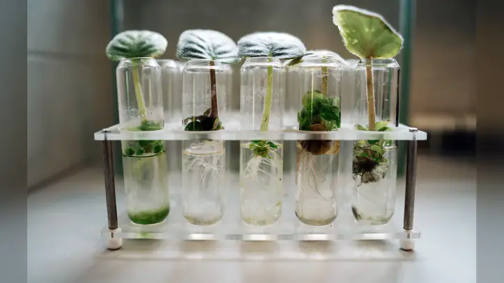 Policies can unlock medicinal plant biotech innovation