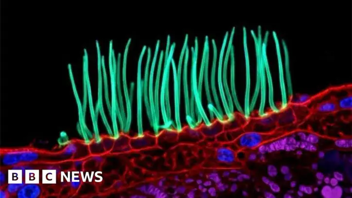 Prize-winning image which sparked backlash was AI-generated, Nikon rules