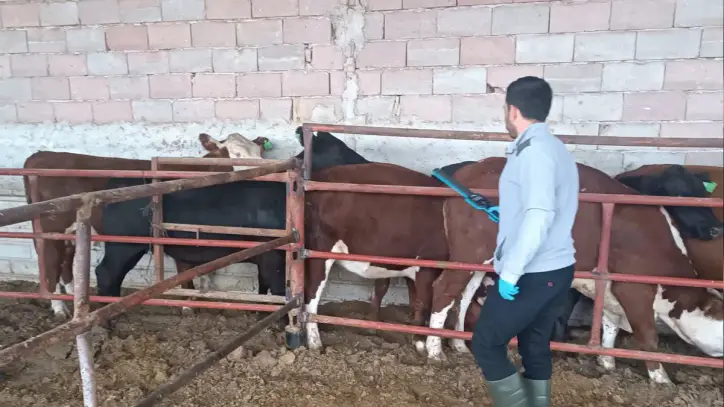 Sarayönü’nde gebe düveler sağlık kontrolünden geçiriliyor