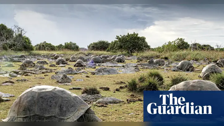 Scientists discover 180,000 giant tortoises on one Seychelles island
