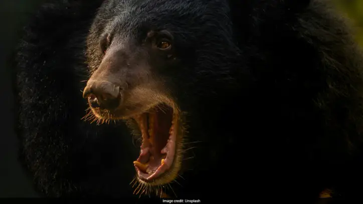 Smartphone Explosion Saves 15-Year-Old From Brutal Bear Attack In Russia