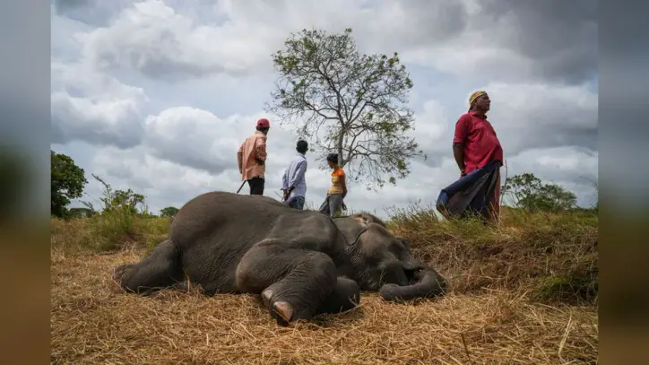 In Sri Lanka, Human-Elephant Conflict Takes Deadly Toll