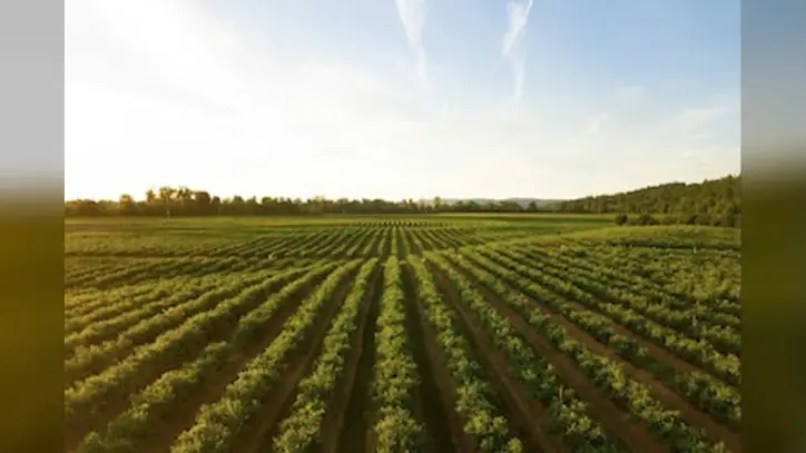 Student research into AI-powered crop monitoring system aims to prevent plant loss