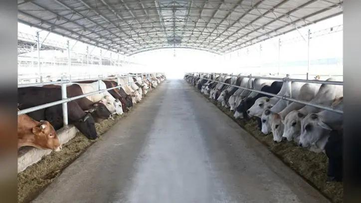 Bilim, teknoloji ve inovasyon: Thanh Hoa'nın hayvancılık sektörünün gelişimindeki darboğazların üstesinden gelmenin itici gücü.