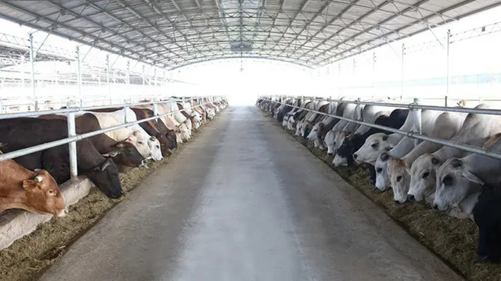 Bilim, teknoloji ve inovasyon: Thanh Hoa'nın hayvancılık sektörünün gelişimindeki darboğazların üstesinden gelmenin itici gücü.