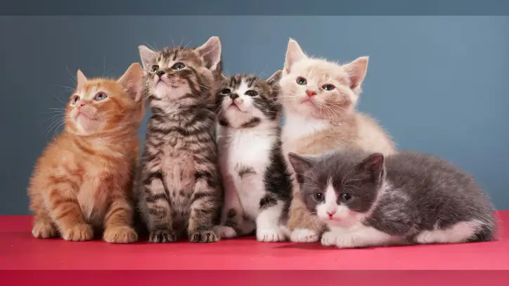 These are the most popular cat names in the United States