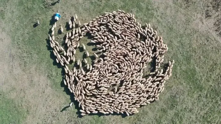 Türkiye hayvan varlığında AB’yi geride bıraktı