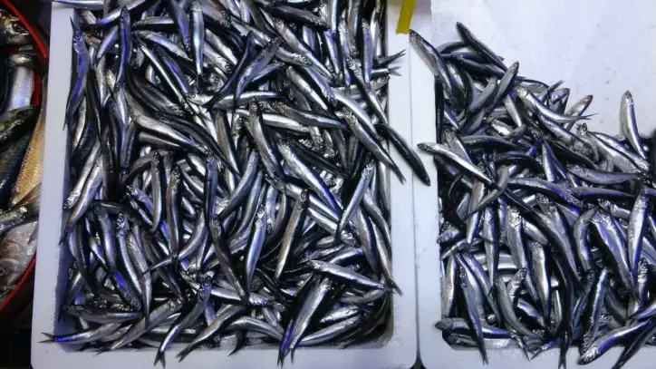 Hamsi ihracatında dikkat çeken artış! 22 ülkenin sofrasına girdi