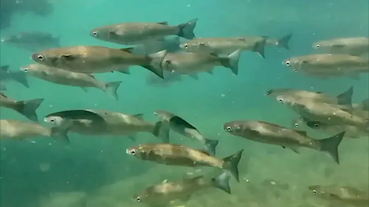 fish swimming in water