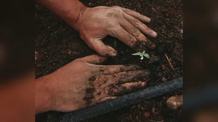 UN rights experts say global food supply under threat from criminalization of peasant seed systems