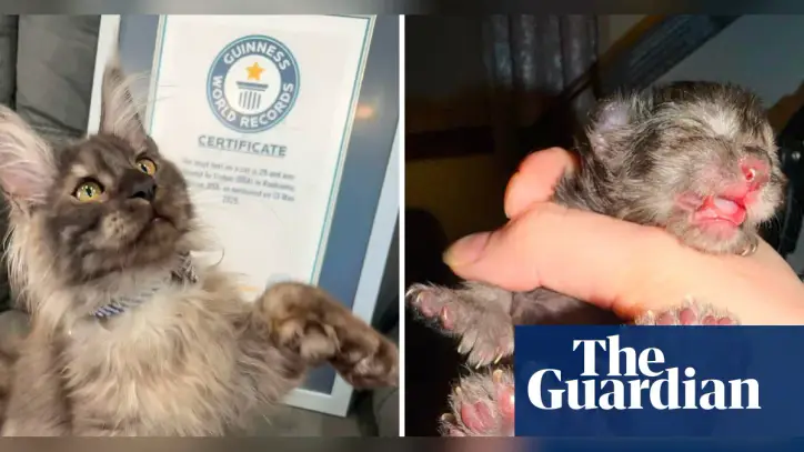 Wisconsin kitten with 29 toes breaks world record for most toes on a cat