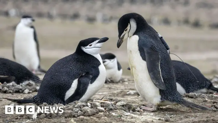 World's largest penguin colony hit by climate-driven decline