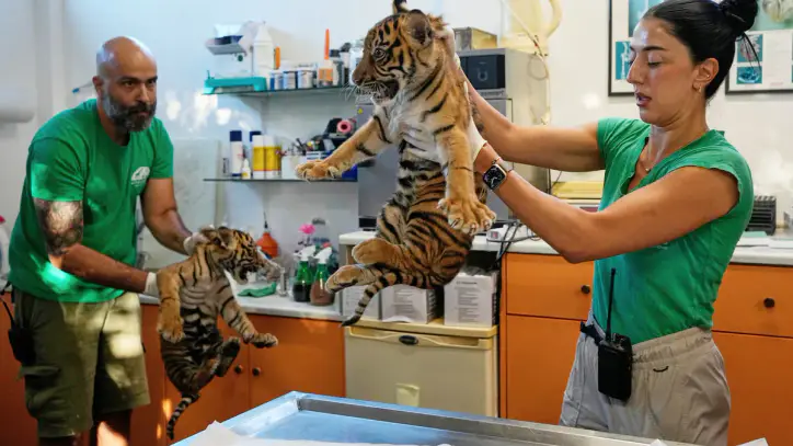 World's most endangered tigers born in Greece as zoos build a safety net
