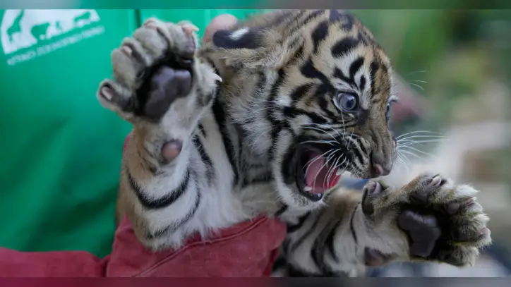World's most endangered tigers born in Greece as zoos build a safety net
