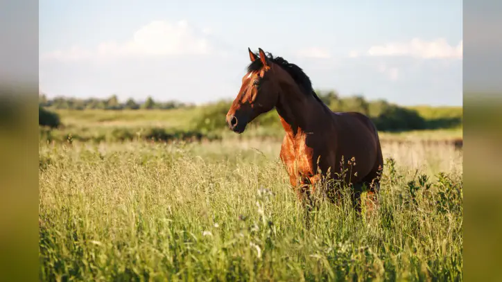 Wrap up: New World screwworm confirmed in a US horse, and other news | dvm360
