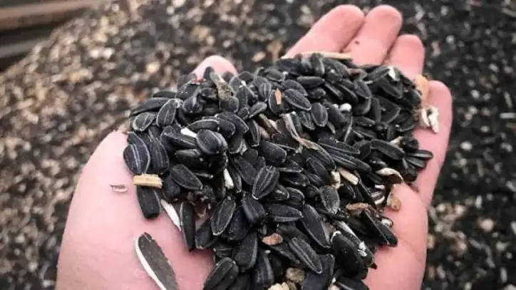 Yağlık ayçiçeğinde ön alım fiyatı açıklandı!