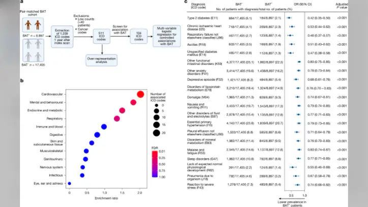 Artificial intelligence-enabled clinical phenotyping of human brown fat - Nature