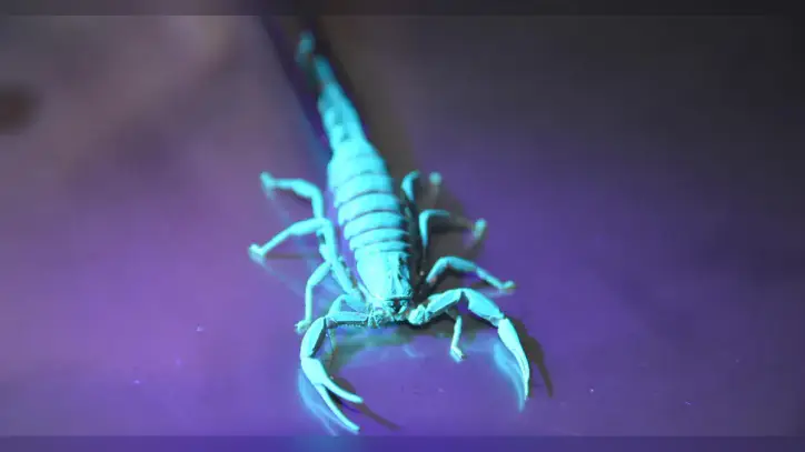 Claude did not invent scorpion antivenom